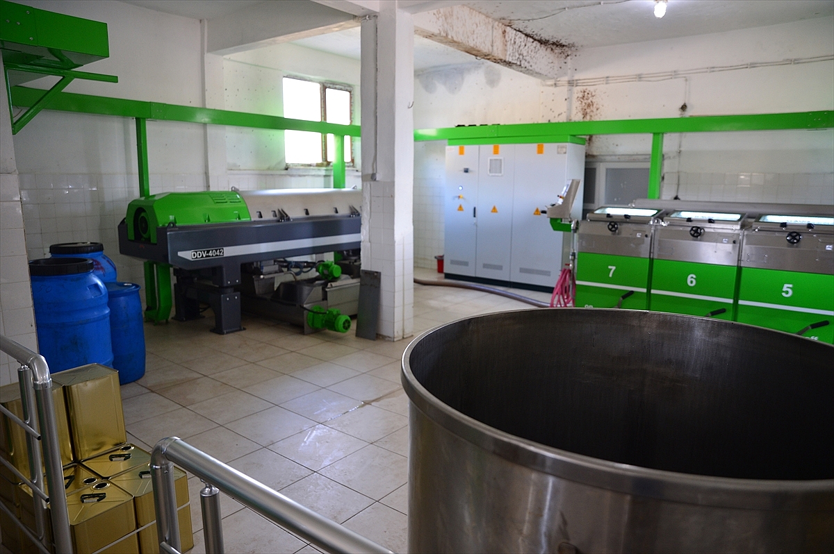 Gökçeada'nın Karadenizlileri güçlerini birleştirip zeytinyağı fabrikası kurdu