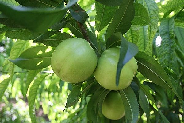 Bayramiç beyazı, Avrupa Birliği'nde tescillendi