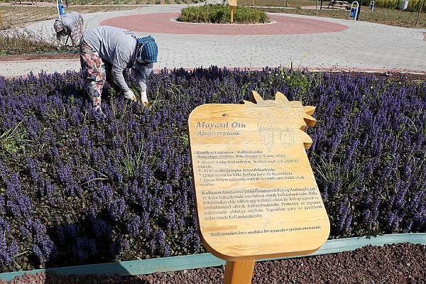 Tam kapanmanın ilk gününde kadın işçiler, çapa yapıp, otları temizledi