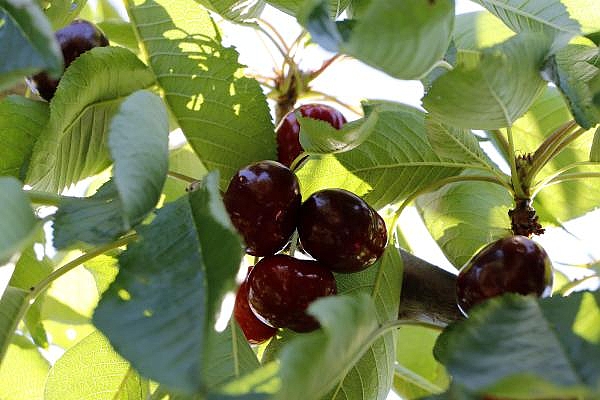 2021/06/turkeys-lapseki-giant-cherries-are-eaten-by-the-british-royal-family-farmers-say-6777a3653fe1-3.jpg