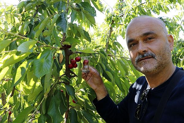 2021/06/turkeys-lapseki-giant-cherries-are-eaten-by-the-british-royal-family-farmers-say-6777a3653fe1-4.jpg