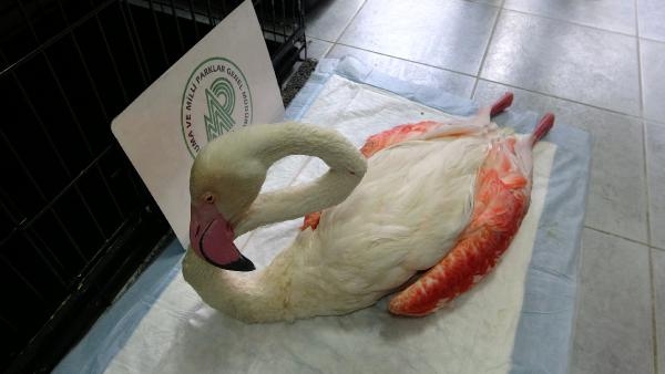 2021/09/yorgun-dusen-flamingo-ucabilecek-duruma-gelince-dogaya-salinacak-9582c43bcc1f-10.jpg