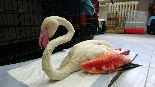 2021/09/yorgun-dusen-flamingo-ucabilecek-duruma-gelince-dogaya-salinacak-9582c43bcc1f-12.jpg