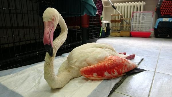 2021/09/yorgun-dusen-flamingo-ucabilecek-duruma-gelince-dogaya-salinacak-9582c43bcc1f-2.jpg