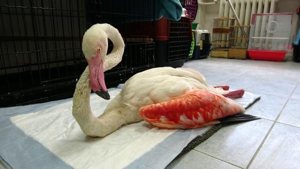 2021/09/yorgun-dusen-flamingo-ucabilecek-duruma-gelince-dogaya-salinacak-9582c43bcc1f-3.jpg