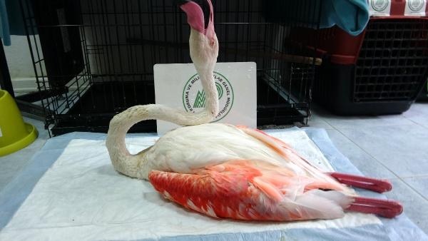 2021/09/yorgun-dusen-flamingo-ucabilecek-duruma-gelince-dogaya-salinacak-9582c43bcc1f-6.jpg