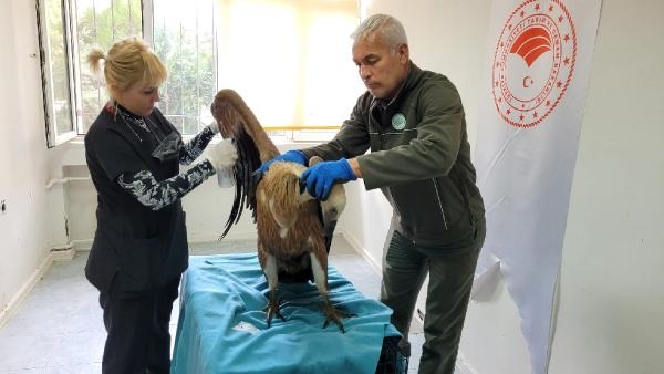 Göç yolundaki kızıl akbaba, Çanakkale'de denize indi