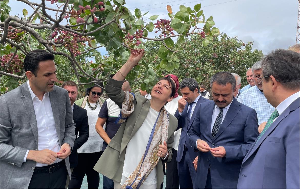 Ayvacık’ta Antep Fıstığı hasat şenliği düzenlendi