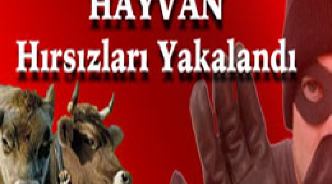 Çanakkale'de Hayvan Hırsızları Yakalandı