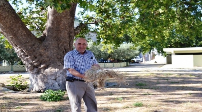 Kuşlar Ölmesin Diye Yere Saman Seriyor