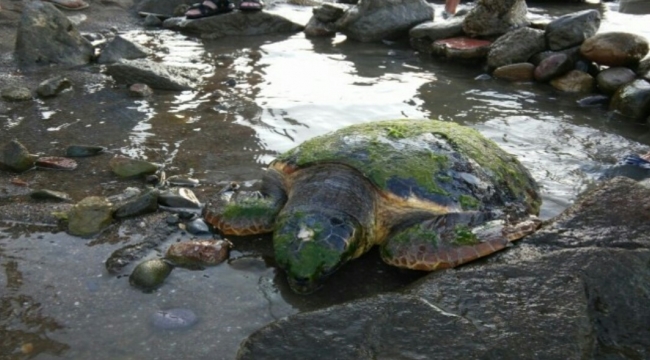 Yaralı Carerta Caretta Tedavi Altına Alındı