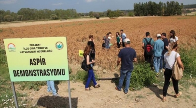 Çanakkale’de aspir ekimi artırılacak