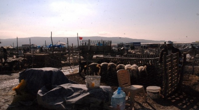 Kurbanlık alırken dikkat