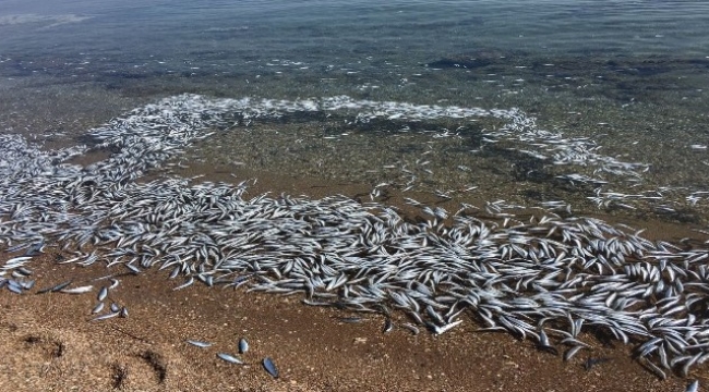 Bozcaada’da sahile vuran yüzlerce balık korkuttu