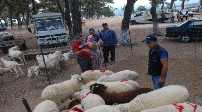 Kurbanlıklar görücüye çıktı