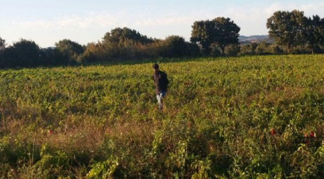 Yılan Gören Çocuk, Konuşma Yetisini Yitirdi