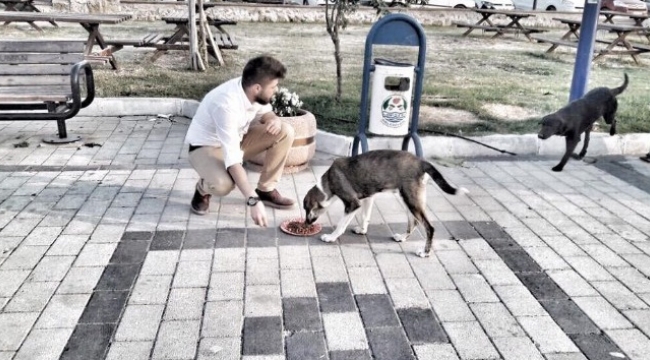 Üniversite öğrencileri sokak hayvanlarını besledi