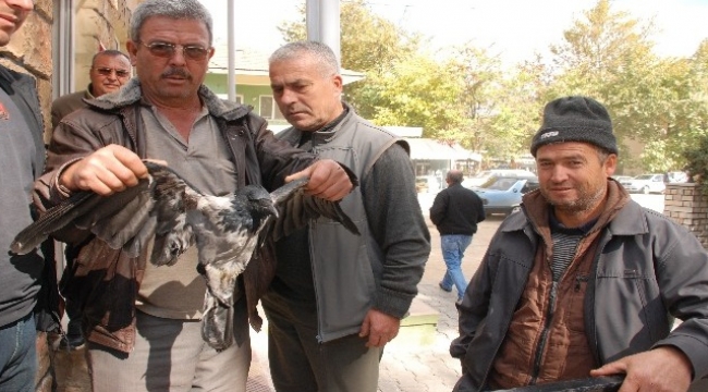 Yaralı karga tedaviye alındı