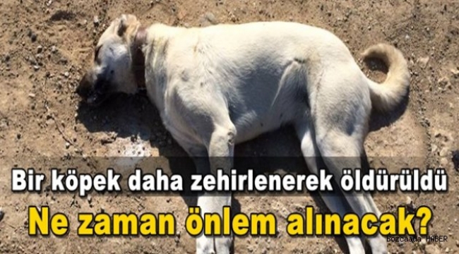 Bir köpek zehirlenerek öldürüldü!