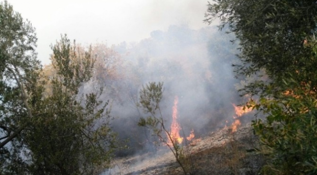 Çanakkale'de 3 Hektar Zeytinlik Yandı