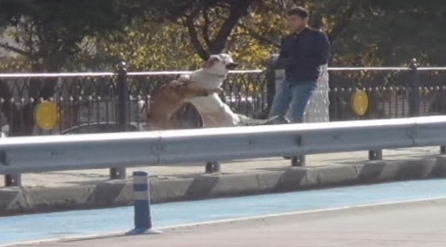 Çanakkale'de Başıboş pitbull dehşeti