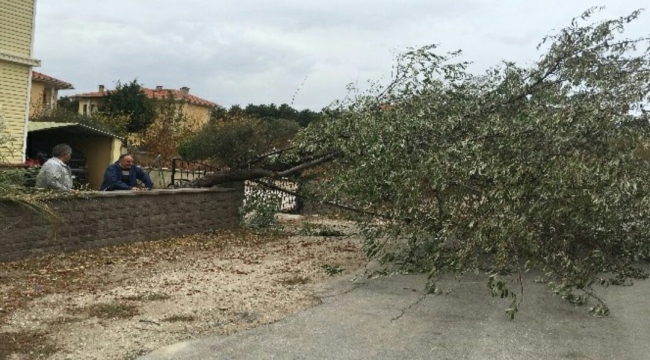 Çanakkale’de hayatı olumsuz etkileyen lodos ağaçları devirdi.