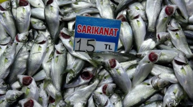 Çanakkale'de Sarıkanatın Fiyatı 15 Liraya Düştü