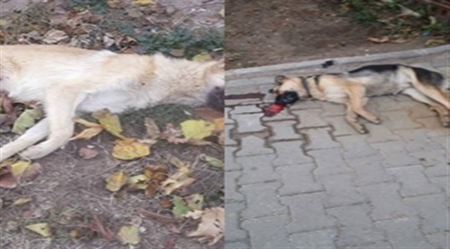 Eceabat'ta Toplu Köpek Ölümleri