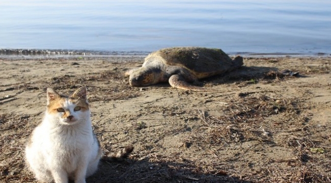 Çanakkale’de sahile ölü caretta caretta vurdu