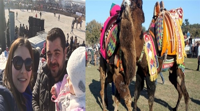 Ezine'de Deve Güreşleri Yapıldı