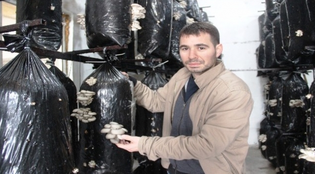 Bunlar da organik mantar