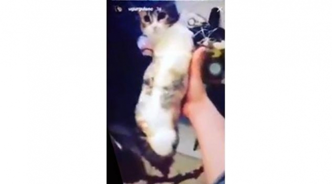 Çanakkale’de Kediye bantlı işkence