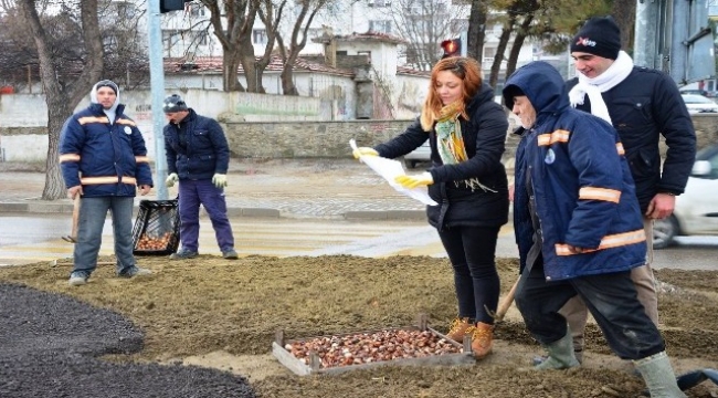 Lapseki’de 50 bin adet lale dikimi