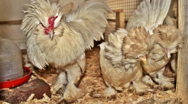 Endonezya'ya Özgü 'Gülen Horoz'u Çanakkale'de Üretmeyi Başardı