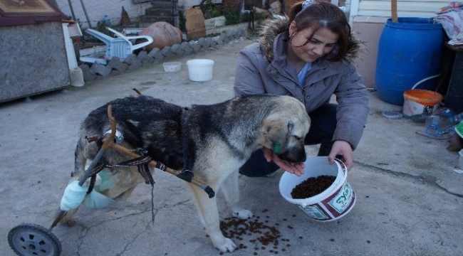 Araba çarpan köpeğe pazar arabasından yürüteç yaptı