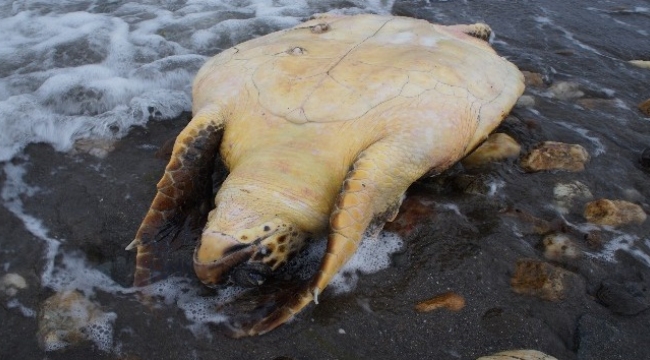 Çardak Kum Adasında ölü caretta caretta bulundu