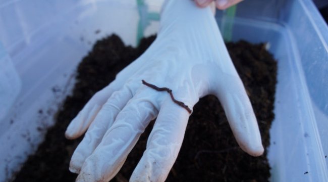 Ortaokul Öğrencileri Kaliforniya Solucanı Yetiştirdi