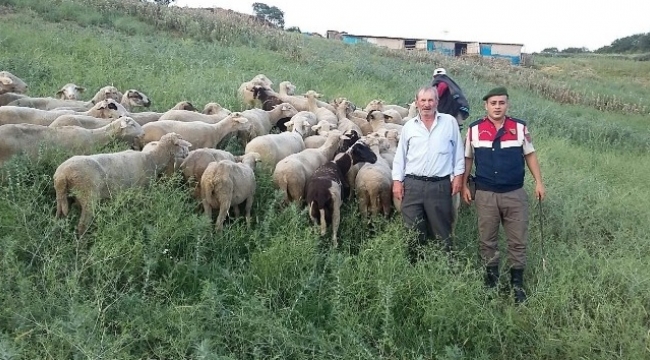Çalınan hayvanlar otlatılırken bulundu