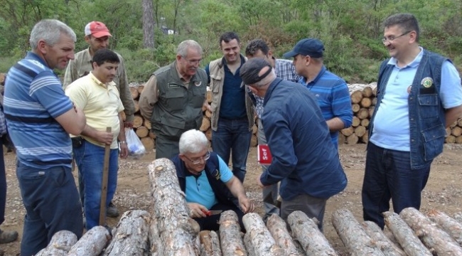 Çanakkale’de çam ağaçlarının kuruma nedenleri araştırılıyor