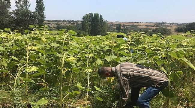 Çanakkale’de bin 666 kök kenevir ele geçirildi