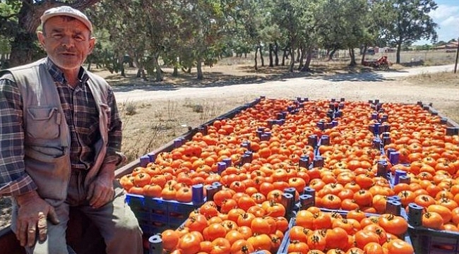 Çanakkale domatesinin hasadı başladı