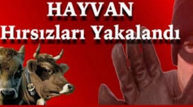 Hayvan hırsızlığı yapan 7 kişi tutuklandı