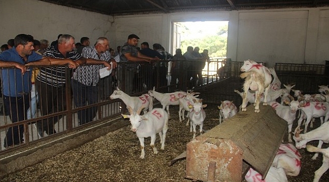 Üniversiteli keçiler kapışıldı