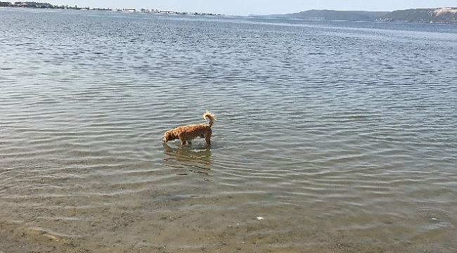 Bu da balıkçı köpek