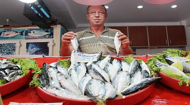 Palamutun yerini uskumru aldı