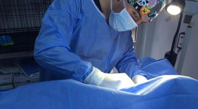 Biga'da Kediye Başarılı Ameliyat