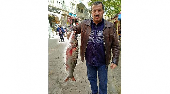 Ağlara 10’ar kiloluk levrekler takıldı