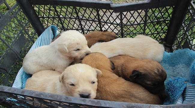 Anneleri zehirlenerek öldürülen yavru köpekler yuvalarına kavuştu