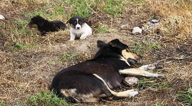 Çanakkale'de 4 köpek zehirli tavuk etleriyle katledildi