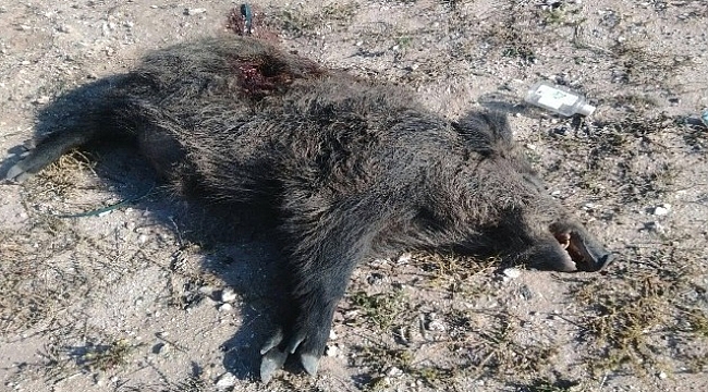 Yola inen domuza otomobil çarptı
